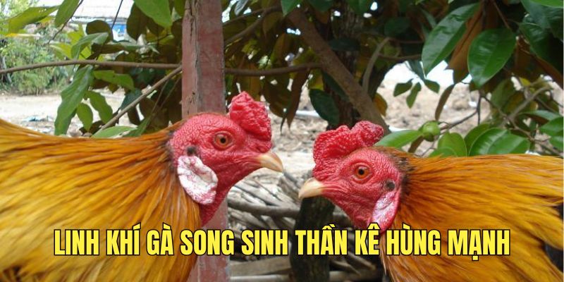 Linh khí của gà song sinh thần kê này vô cùng mạnh mẽ