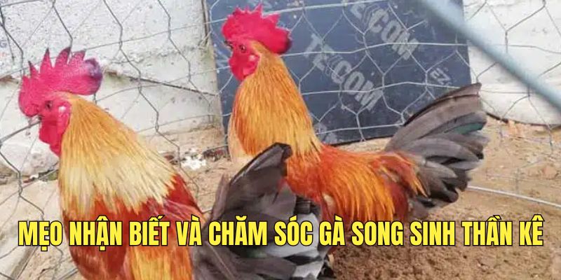 Mẹo nhận biết và chăm sóc gà song sinh thần kê