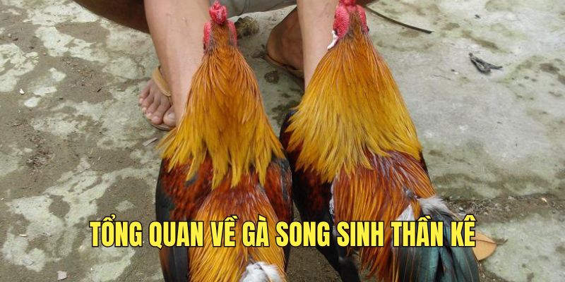 Tìm hiểu về gà song sinh thần kê huyền thoại