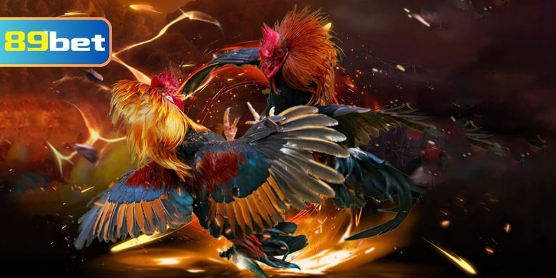 Giải trí với đá gà nòi căng thẳng và kịch tính